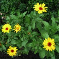 Солнышки в саду :: Людмила Смородинская