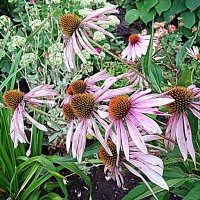 Цветы. :: Владимир Драгунский Цветы. :: Владимир Драгунский