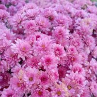 Хризантемы :: Елена Семигина