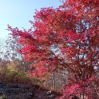 Осень на острове Русский :: Елена Семигина