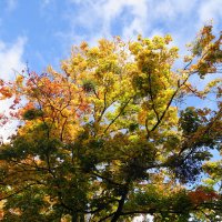 Октябрь :: Рита Симонова Октябрь :: Рита Симонова