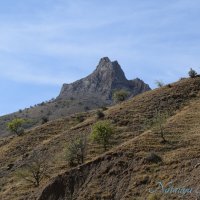 Природа Крыма :: Amazing Cosmea