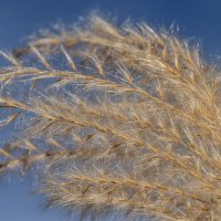 Пушистик :: Alexandеr P