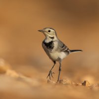 *** :: Евгений Фруман