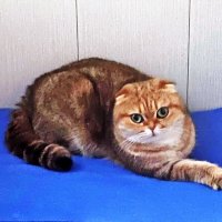 Марфа :: Ольга Довженко