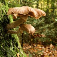 Не только на земле,но и на деревьях :: Lucy Schneider 