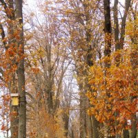 Аллея в парке :: Валерий Ткаченко