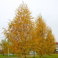 Золотая осень продолжается... :: Светлана 