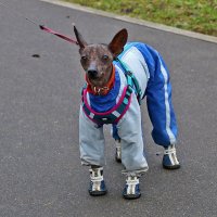 Как денди лондонский одет... :: Светлана 