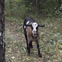 Козочка :: Freddy 97