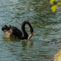 Достойный улов... :: Николай Гирш Достойный улов... :: Николай Гирш
