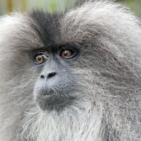 Портретик :: Андроник Александр 