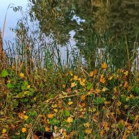 Присмотритесь: собачонка! :: veilins veilins Присмотритесь: собачонка! :: veilins veilins