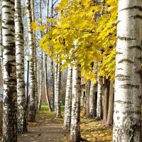 Осенние берёзки :: Валерия Яскович Осенние берёзки :: Валерия Яскович