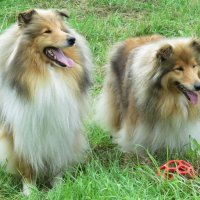 Колли необыкновенной красоты) :: Валерия Яскович