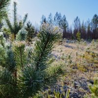 Изморозь :: Сергей Никифоров