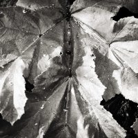 Фотография :: Денис Безногов