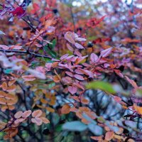 Радуга осени :: sorovey Sol