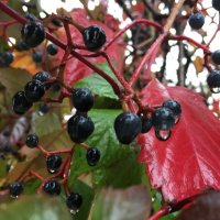 В дождливый день... :: Olga Oskolkova В дождливый день... :: Olga Oskolkova