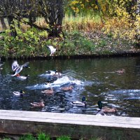 Возле островка. :: Василий Палий