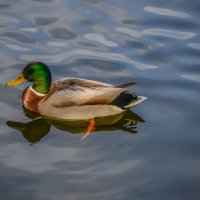 Осенний селезень :: Евгений 