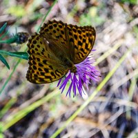Перламутровка :: Андрей Щетинин