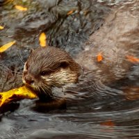 Купание в осенней воде :: Юрий. Шмаков