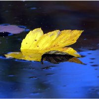 Гуляя с осенью по парку Неспешно, в темпе дефиле, :: "The Natural World" Александер Гуляя с осенью по парку Неспешно, в темпе дефиле, :: "The Natural World" Александер