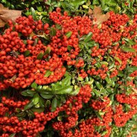 Гуляя с осенью по парку Неспешно, в темпе дефиле, :: "The Natural World" Александер