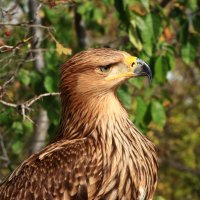 орёл :: Игорь Kуленко