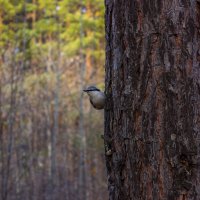Любопытство :: Дмитрий Костоусов