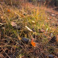Перед долгим сном :: Дмитрий Костоусов