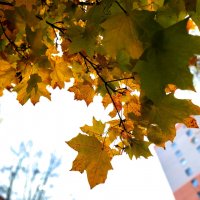 не все еще опали клены :: Артём 