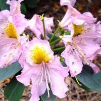 цветы :: Наталья 