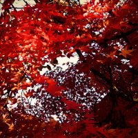 Осень 16 :: Алексей Кузнецов