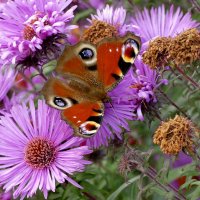 сюжеты октября 5 :: Александр Прокудин сюжеты октября 5 :: Александр Прокудин