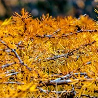 Рыжая осень... :: Aquarius - Сергей Рыжая осень... :: Aquarius - Сергей