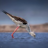 Пить! :: Александр К.