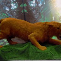 Экспонат. :: nadyasilyuk Вознюк