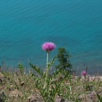 Цветы Хубсугула :: Galina 