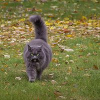 Гроза местной округи. :: Bosanat Гроза местной округи. :: Bosanat