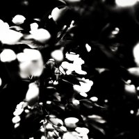 Фотография :: Денис Безногов