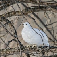 На пригреве. :: Михаил Белоусов