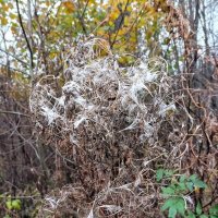 Иван-чай (кипрей) :: Veera V Иван-чай (кипрей) :: Veera V