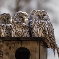 Неясыть :: SanSan 