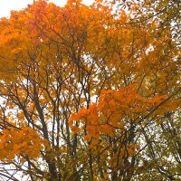 Краски Осени! :: Olga Oskolkova