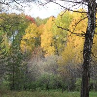 грустная пора, но очень красивая :: Ольга Гомзина