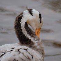 Во всей красе. :: Татьяна Помогалова
