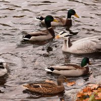 Обитатели пруда. :: Татьяна Помогалова Обитатели пруда. :: Татьяна Помогалова