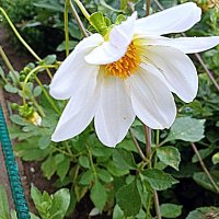 Цветы. :: Владимир Драгунский